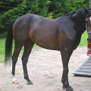 DSP Nørlunds ambassador