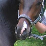 DSP Nørlunds ambassador