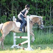 Haflinger Holly