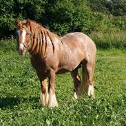 Irish Cob Lennys Boy