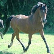 Anden særlig race joakim santana out law