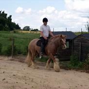 Irish Cob Lennys Boy