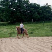 Irish Cob Lennys Boy