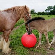Irish Cob Lennys Boy
