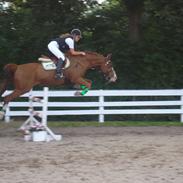 Dansk Varmblod Maccoy