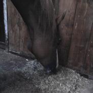 Dansk Varmblod Kildevangs Laurika [Tidl. Hest]