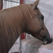 Dansk Varmblod Kildevangs Laurika [Tidl. Hest]