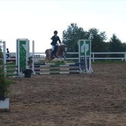 Welsh Pony (sec B) lageveld tegwck*