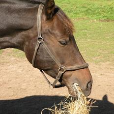 Oldenborg Zey