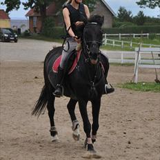 Anden særlig race Vanessa.* Red*