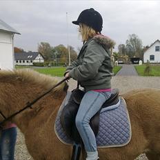 Anden særlig race Bølle