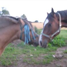 Anden særlig race Bølle