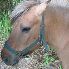Anden særlig race Bølle