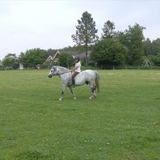 Welsh Mountain (sec A) Pegasus