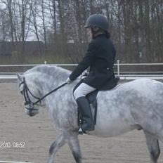 Welsh Mountain (sec A) Pegasus