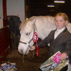 Welsh Mountain (sec A) Pegasus