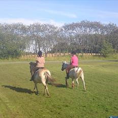 Fjordhest Musse R.I.P