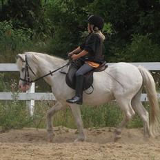 Anden særlig race Ramse - Rideskole pony