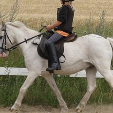 Anden særlig race Ramse - Rideskole pony
