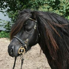 Anden særlig race Sylvester <3 (Gl. passer)