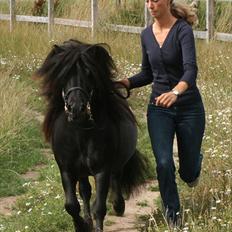 Anden særlig race Sylvester <3 (Gl. passer)