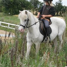 Anden særlig race Ramse - Rideskole pony