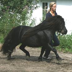 Anden særlig race Sylvester <3 (Gl. passer)