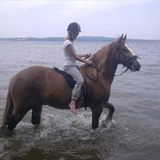 Irish Cob Gimli (Valdemar) (Himmelhest)