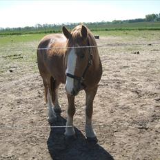 Irish Cob Gimli (Valdemar) (Himmelhest)