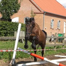 Anden særlig race Celia