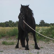 Fell pony Bygballegaards Bashim