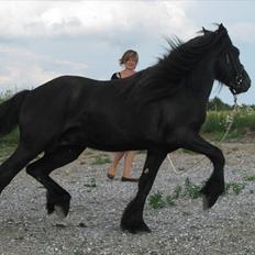 Fell pony Bygballegaards Bashim