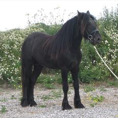 Fell pony Bygballegaards Bashim