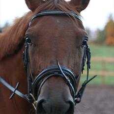 Trakehner Una Carlotta