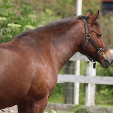 New Forest Bjørndals Horisont