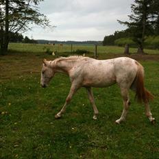 Knabstrupper Malle Skovly