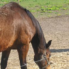 Anden særlig race Epoke 