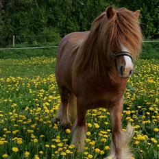 Irish Cob Lennys Boy