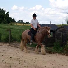 Irish Cob Lennys Boy