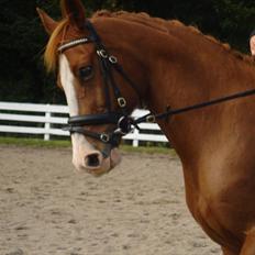 Dansk Varmblod Maccoy