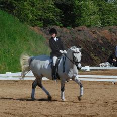 New Forest Charfeli (B-pony)