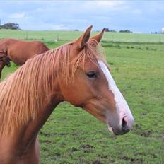Dansk Varmblod Kildevangs Laurika [Tidl. Hest]