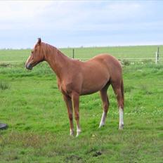 Dansk Varmblod Kildevangs Laurika [Tidl. Hest]