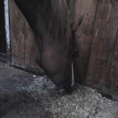 Dansk Varmblod Kildevangs Laurika [Tidl. Hest]