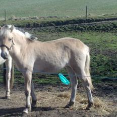 Fjordhest Knudehuse`s Fie
