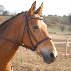 Dansk Varmblod Rambi