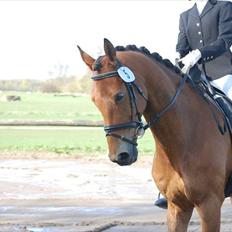 Dansk Varmblod Rambi