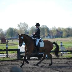 Dansk Varmblod Rambi