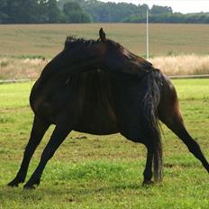 Anden særlig race Pepsi<3
