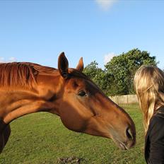 Dansk Varmblod Coca-Cola